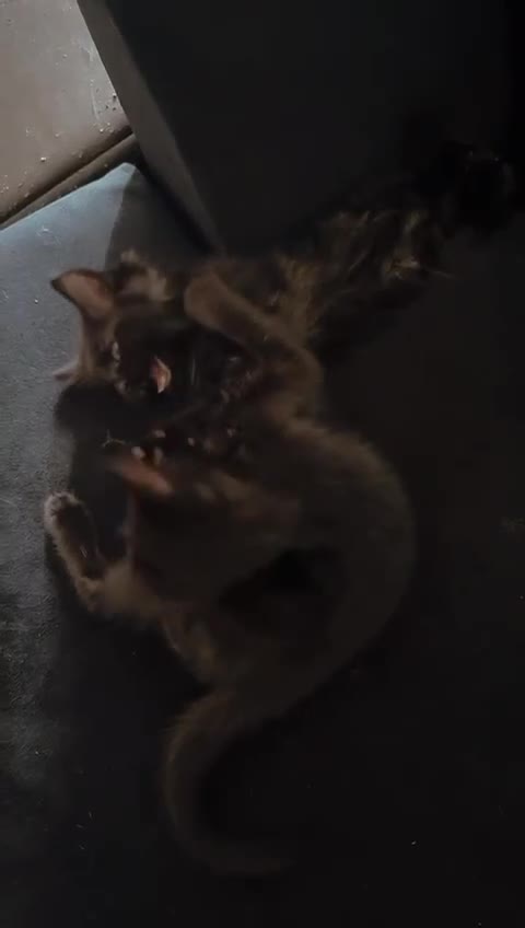 Mixed Breed cats for sale: black Siberian mixed  - Video 2