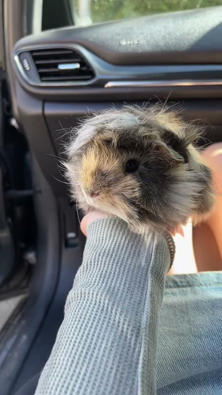 Guinea Pig rodents for sale: gorgeous Von neutered boy piggy - Video 1