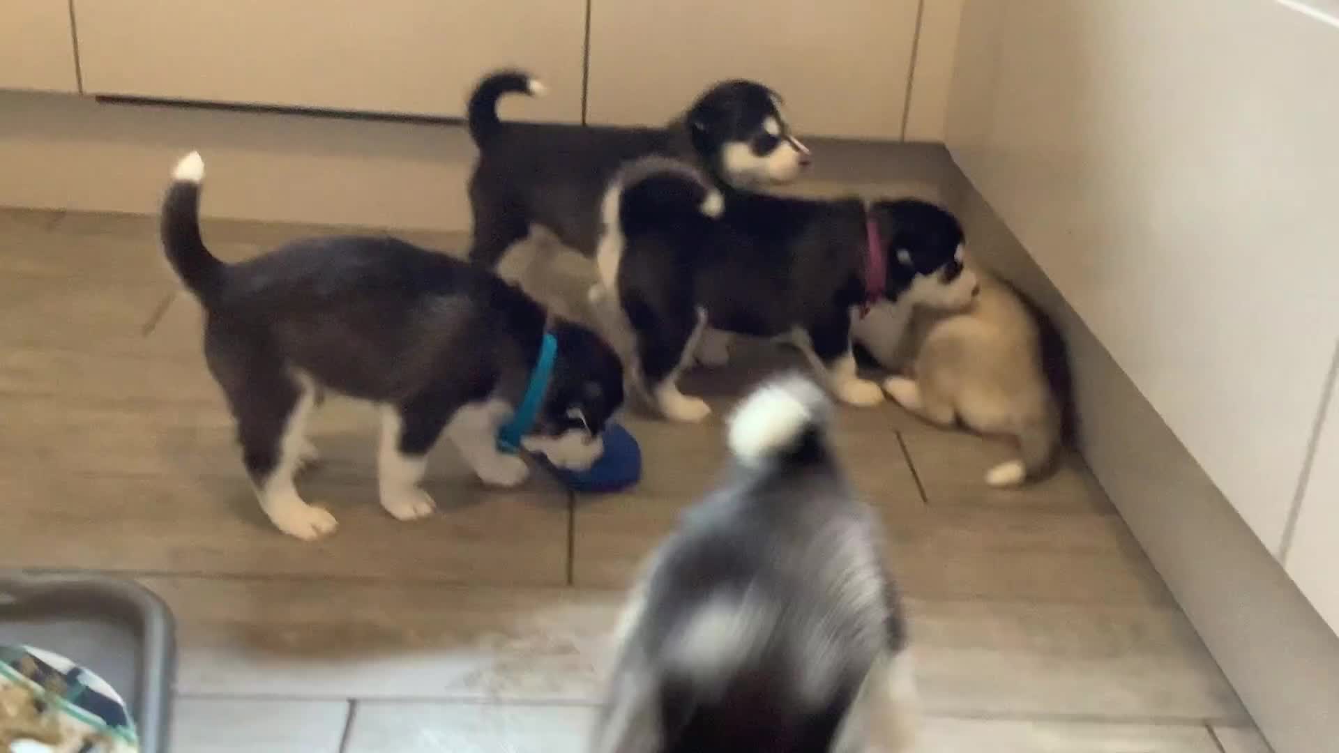 Siberian Husky dogs for sale: Gorgeous husky pups - Video 4