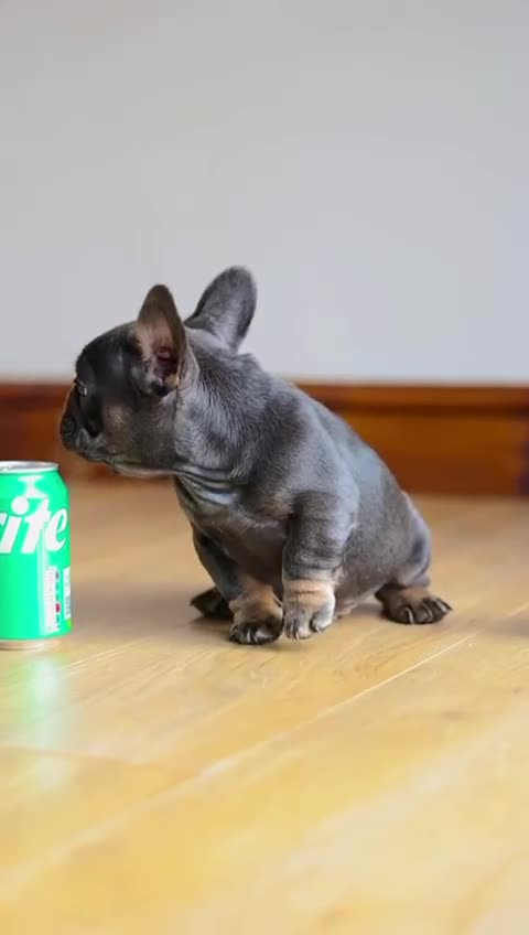 French Bulldog dogs for sale: High quality french bulldogs  - Video 5
