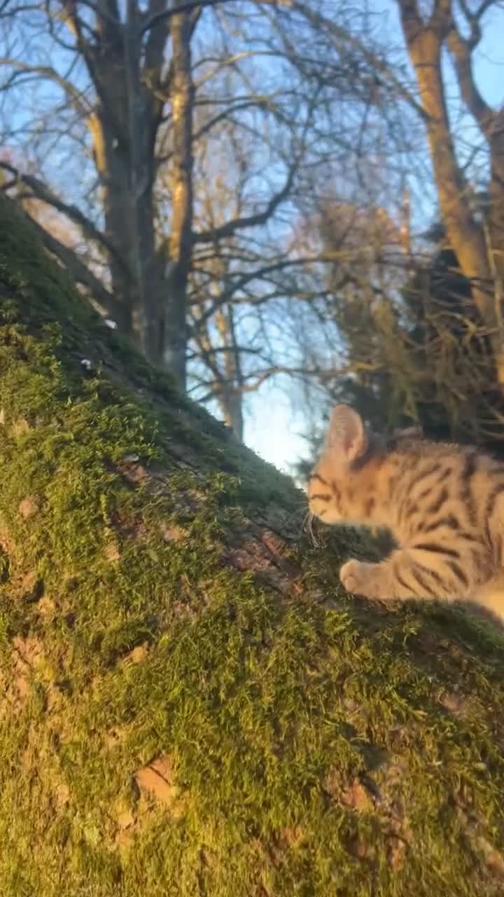 Bengal cats for sale: Full bengal in Watford - Video 1