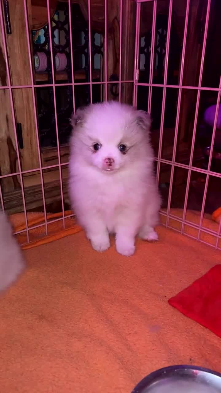 Pomeranian dogs for sale: beautiful Pomeranians  boys - Video 3