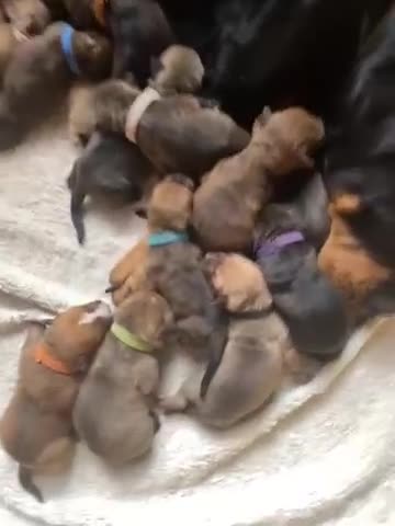 Mixed Breed dogs for sale: Rottweiler  ** taffy puppies - Video 1