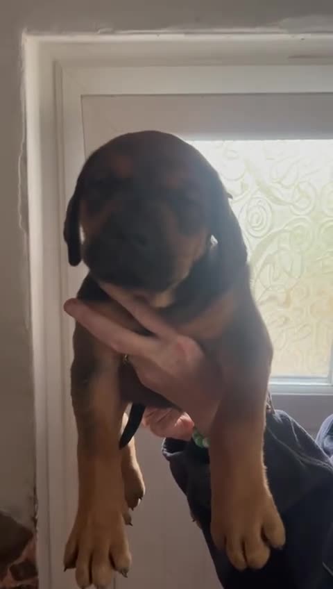 Mixed Breed dogs for sale: Cane corso /doberman mix in Dolgellau - Video 3