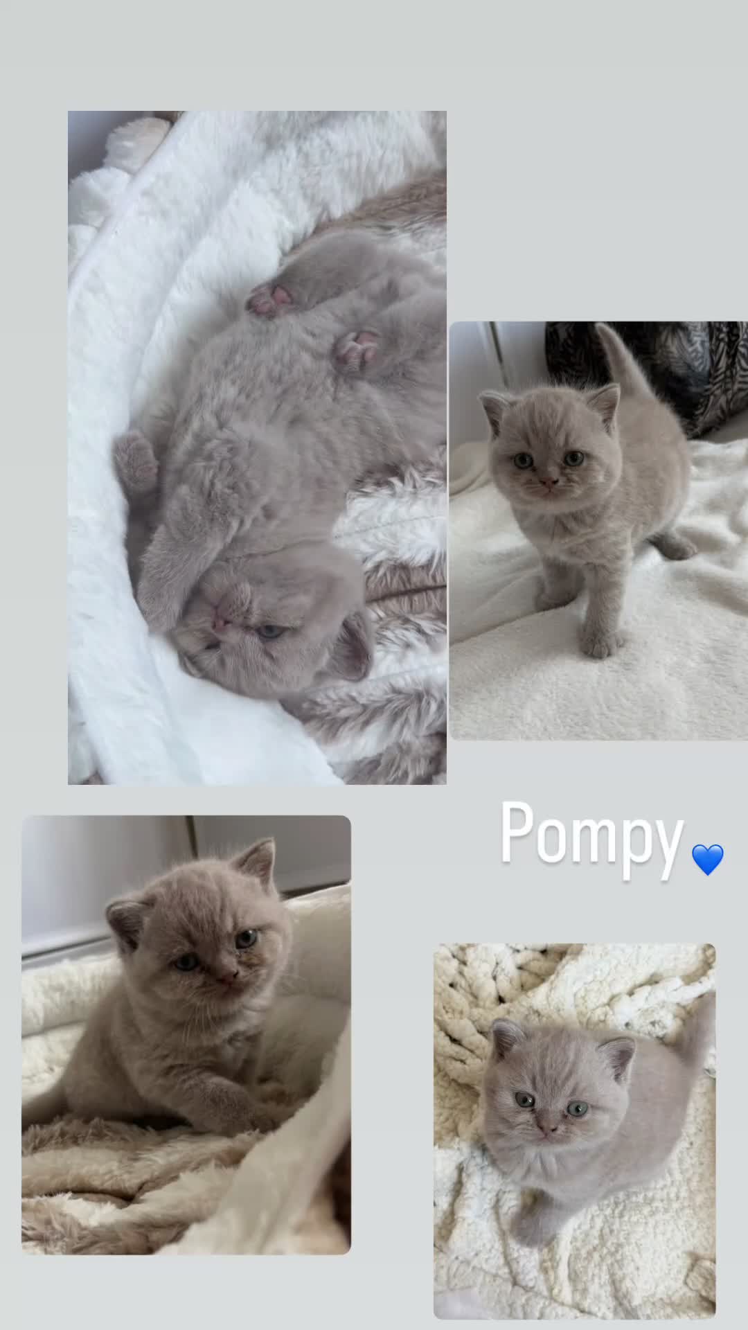 British Shorthair cats for sale: Beautiful lilac British short hair kittens - Video 2