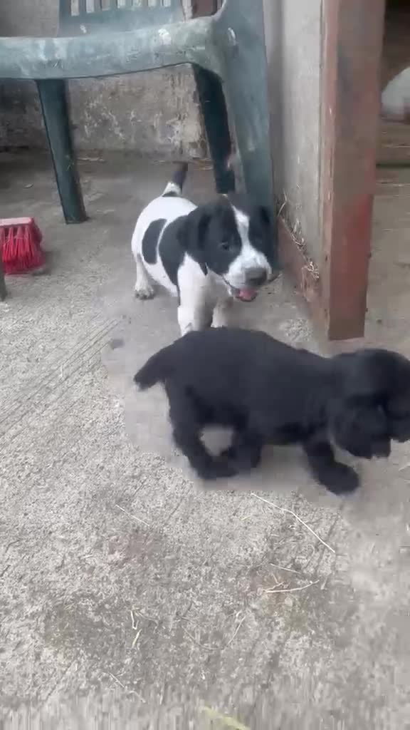 Cocker Spaniel dogs for sale: KC registered working cocker spaniel pups - Video 1