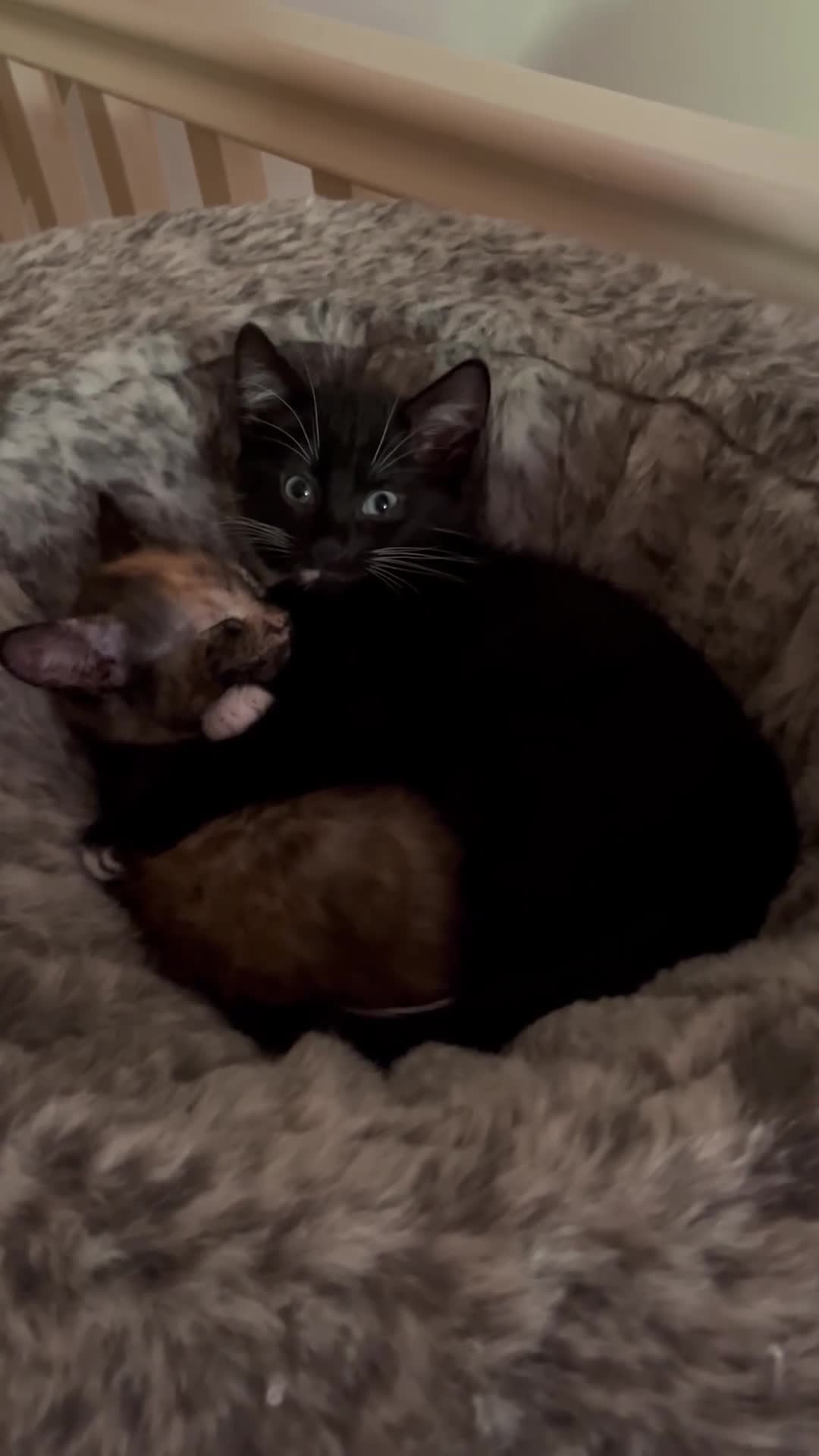 Mixed Breed cats for sale: 5 beautiful and friendly kittens! - Video 5