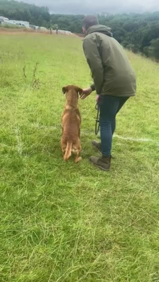Labrador Retriever dogs for stud: Fox red Labrador for stud in Burnley - Video 1