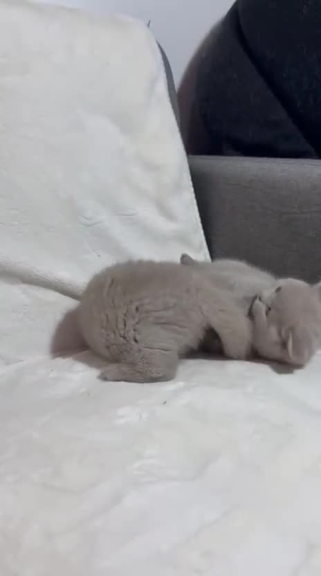 British Shorthair cats for sale: Stunning British Shorthair Lilac are available  - Video 1