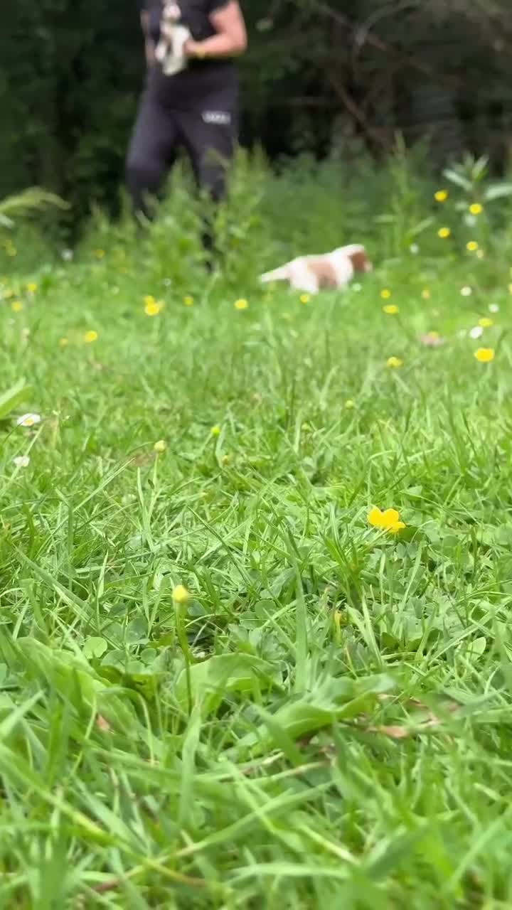 Cavalier King Charles Spaniel dogs for sale: KC. C.K.C.S from Champion Show Lines - Video 1