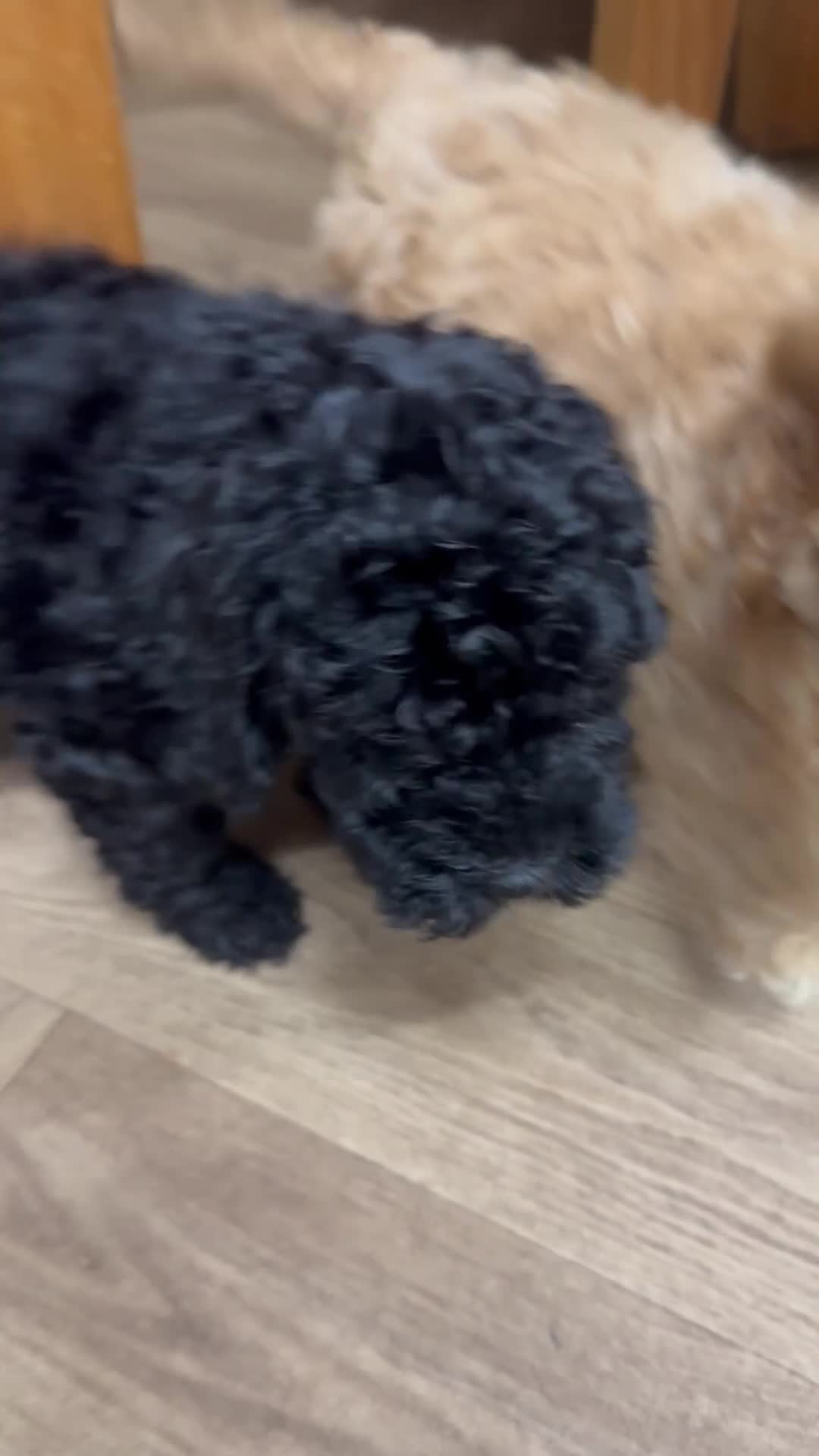 Cockapoo dogs for sale: Gorgeous cockapoo puppies - Video 4