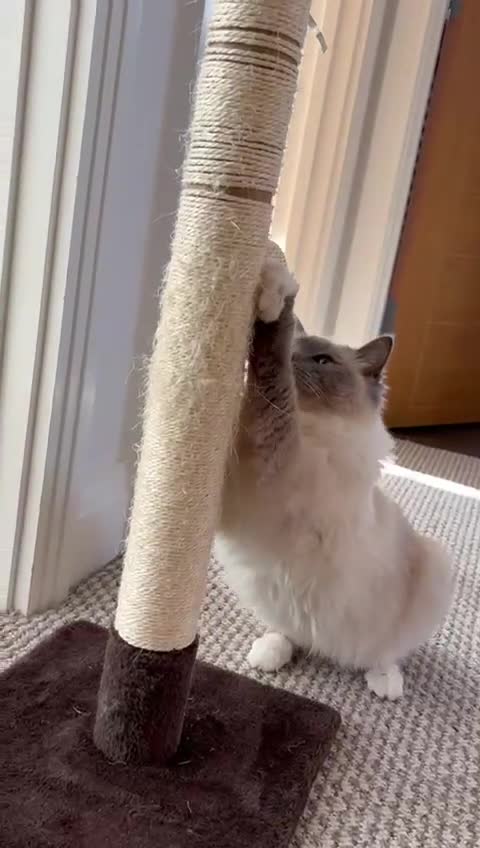 Ragdoll cats for sale: Male Ragdoll for sale - Video 1