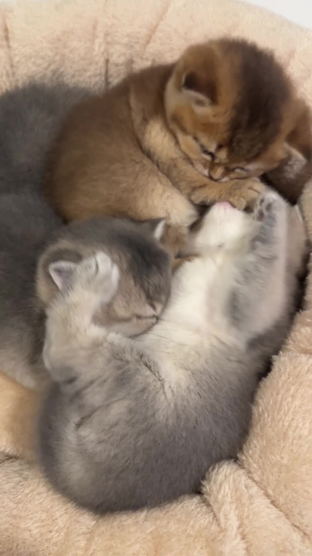 British Shorthair cats for sale: BSH Chocolate Golden Kitten Available - Video 1