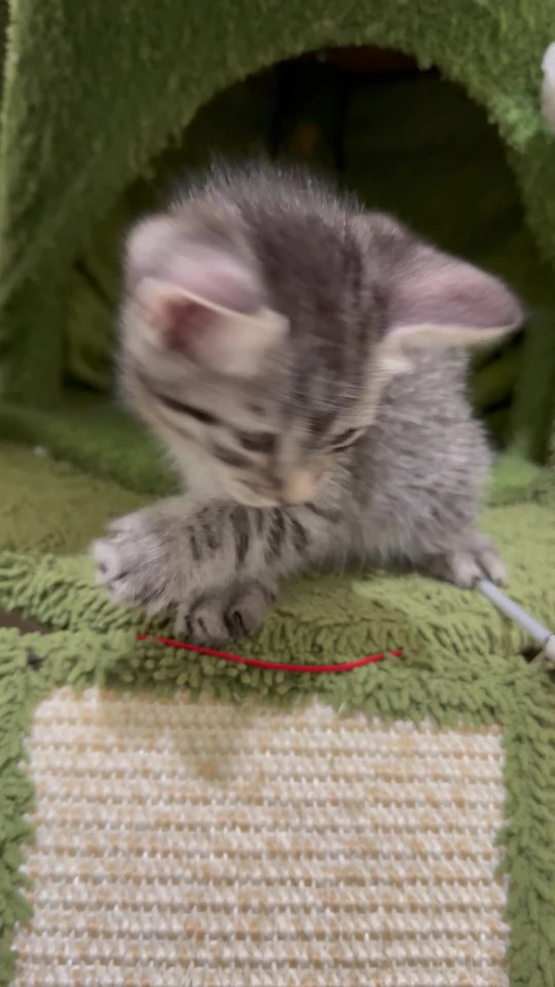 Mixed Breed cats for sale: READY🎉 Prince & Princess Tabby MaineCoon mixed 👑 - Video 1