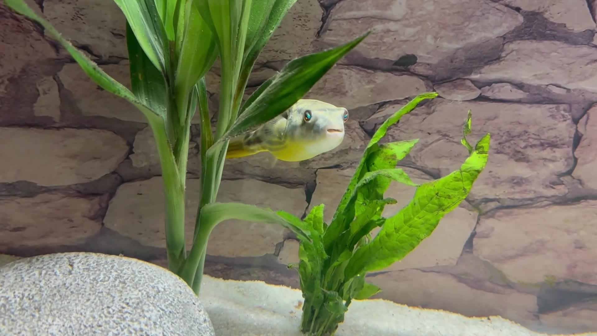 Pufferfish fish for sale: Fahaka puffer fish  - Video 1