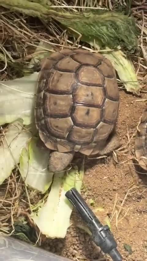 Tortoise reptiles for sale: Beautiful baby Tortoise 🐢  - Video 1