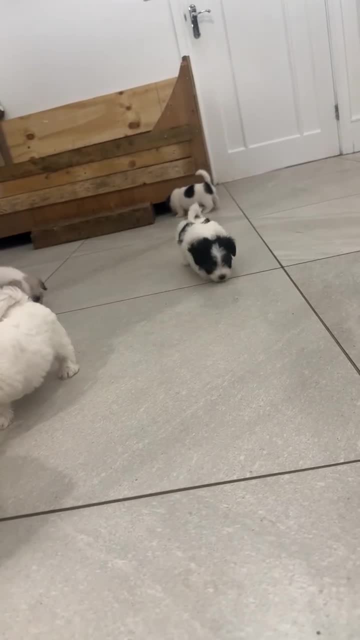 Mixed Breed dogs for sale: Maltese cross puppies  - Video 2