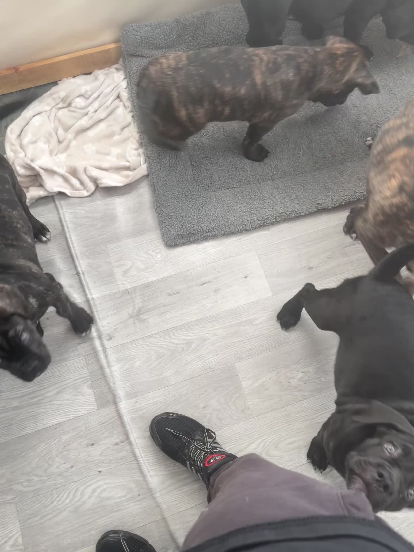 Cane Corso dogs for sale: Russian champ bloodline Cane Corso Puppies 8 left! - Video 2