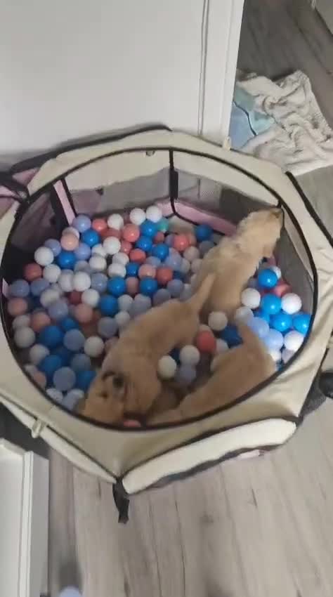 Golden Retriever dogs for sale: Ready go home Golden Retriever puppies ❤️  - Video 1