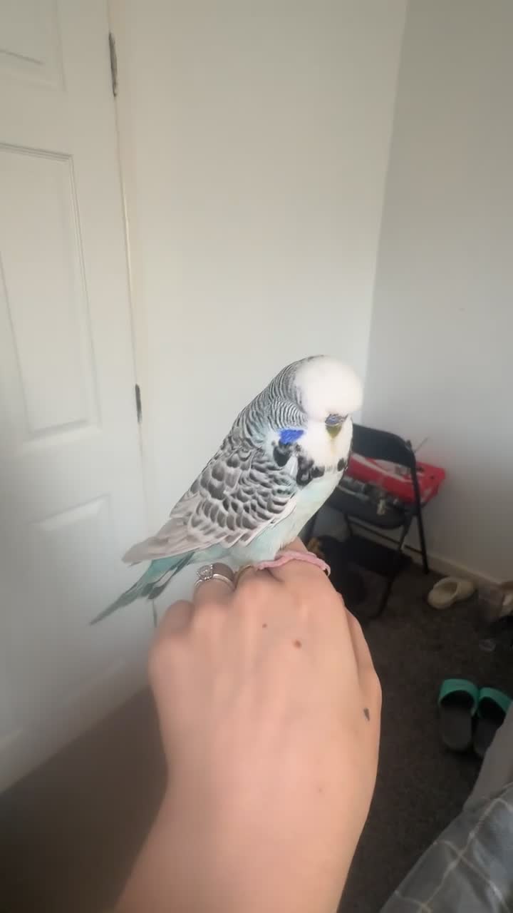 Budgerigars birds for sale: blue/zebra print budgie in Sunderland - Video 1