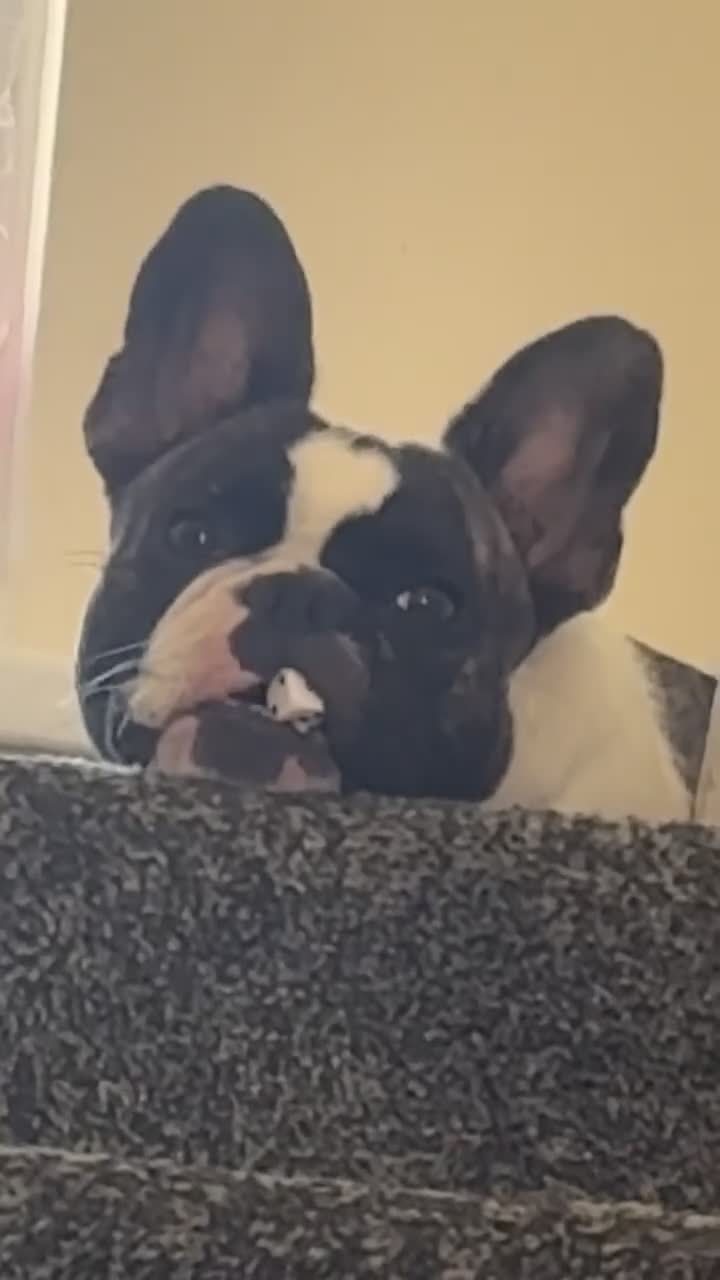 French Bulldog dogs for sale: French Bulldog girls - Video 1