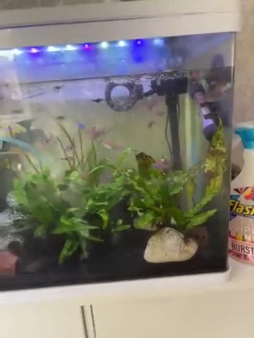 Corys fish for sale: Fish tank stand and fish for sale - Video 1