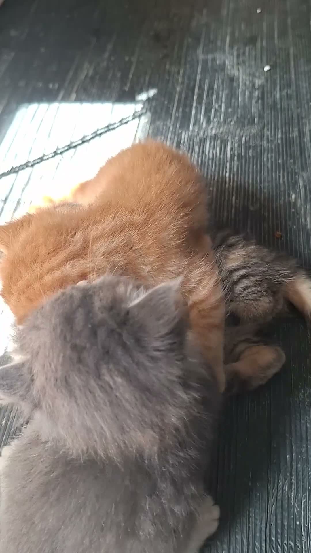 Mixed Breed cats for sale: 5 beautiful kittens for sale - Video 3