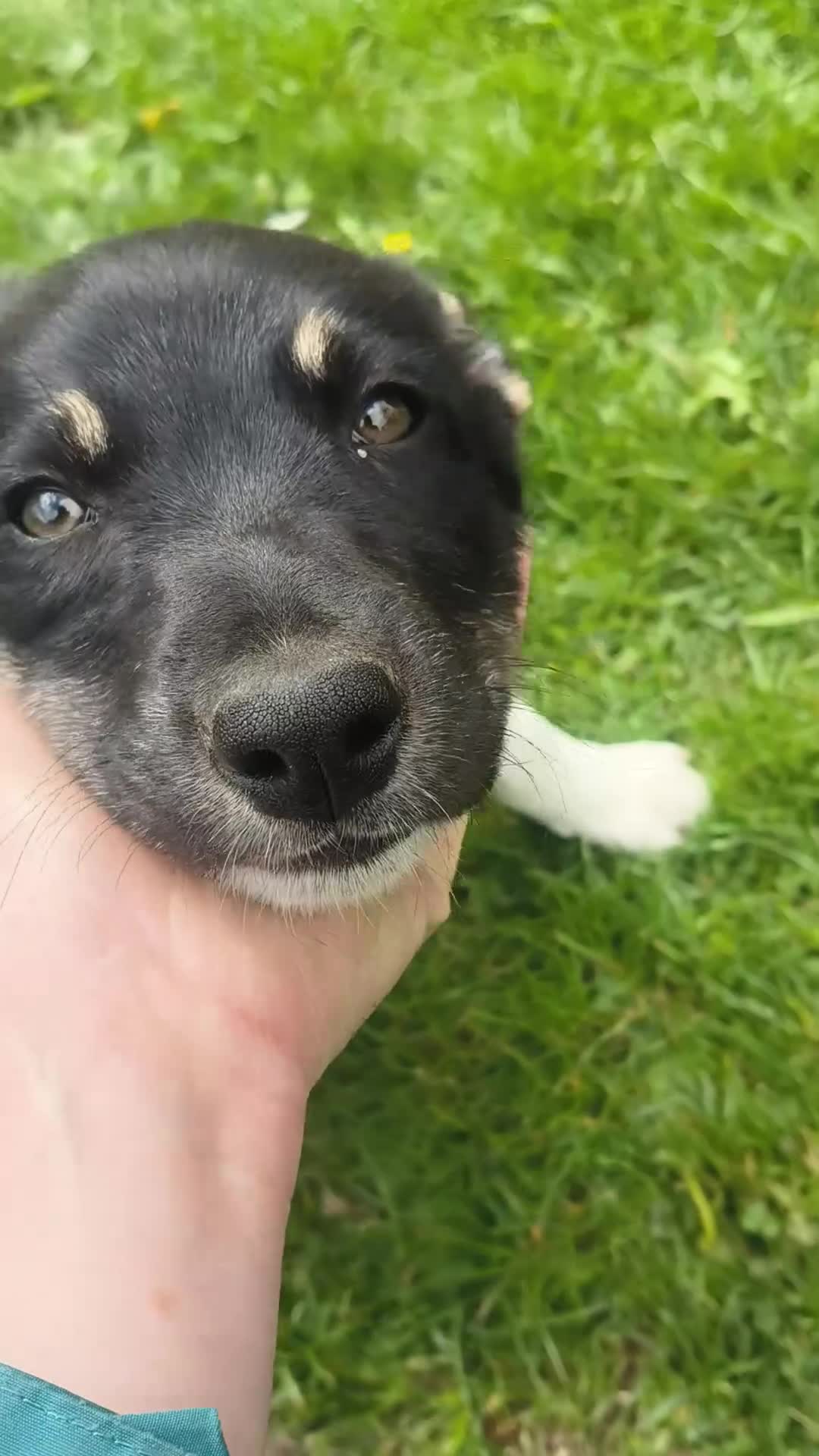 Mixed Breed dogs for sale: 3/4 border collie pups  in West Linton - Video 1