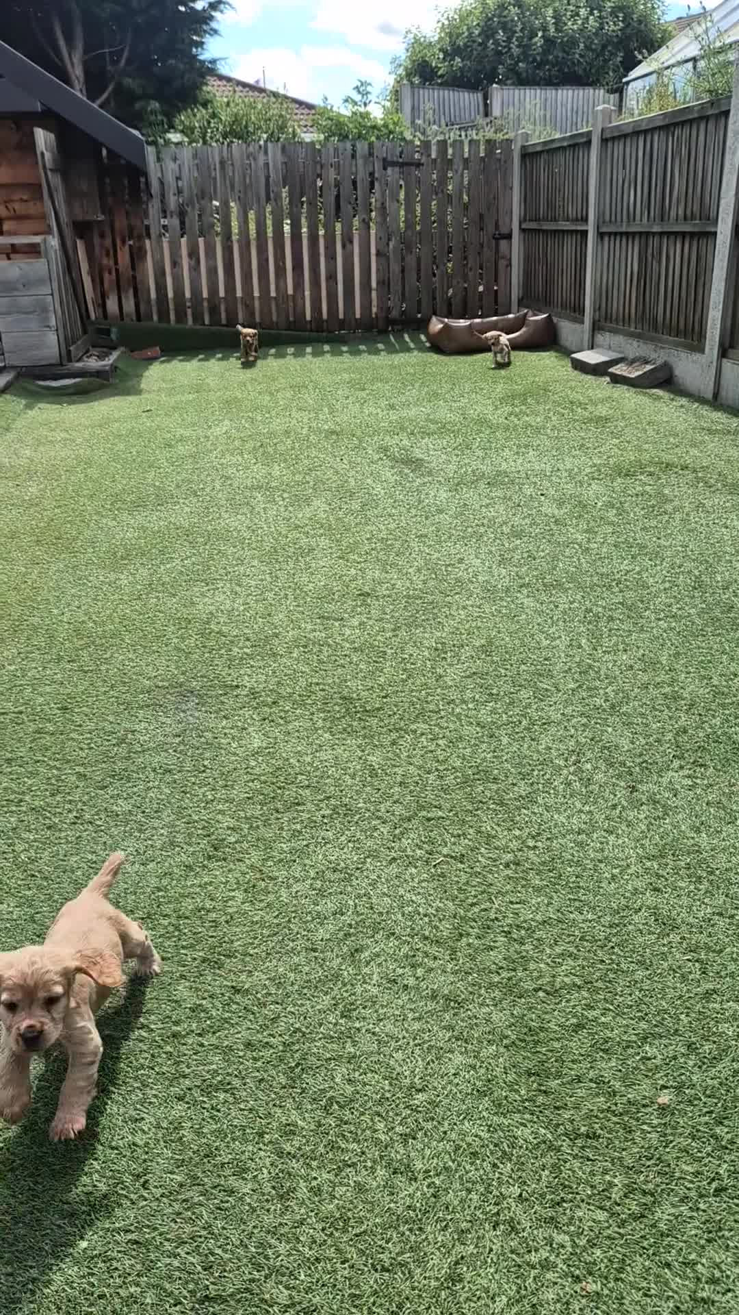 Cocker Spaniel dogs for sale: Working Cocker Spaniel pups - Video 1