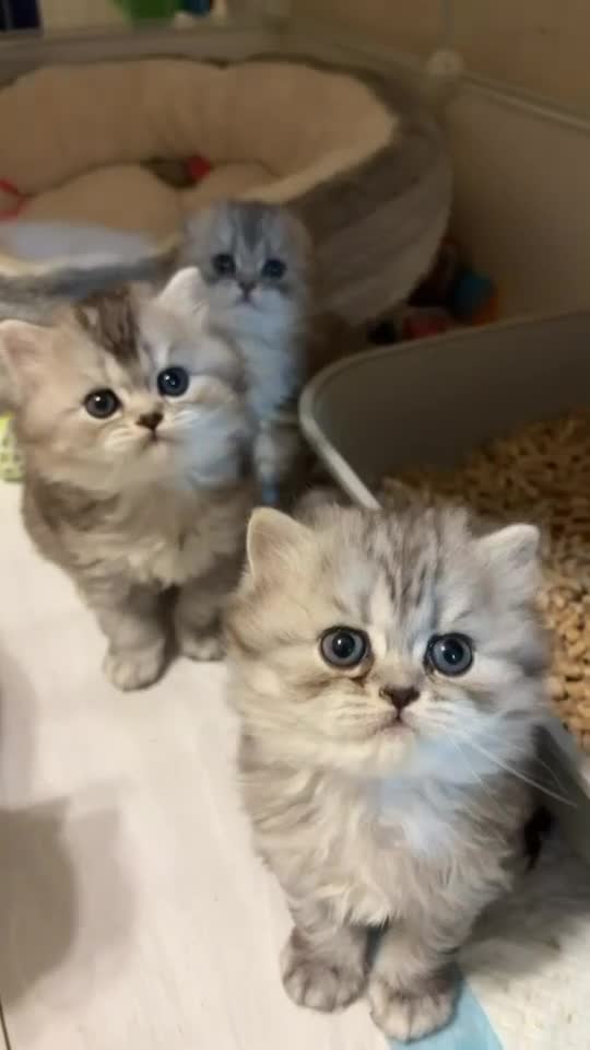 Scottish Fold cats for sale: Adorable Scottish Fold Kittens  - Video 1