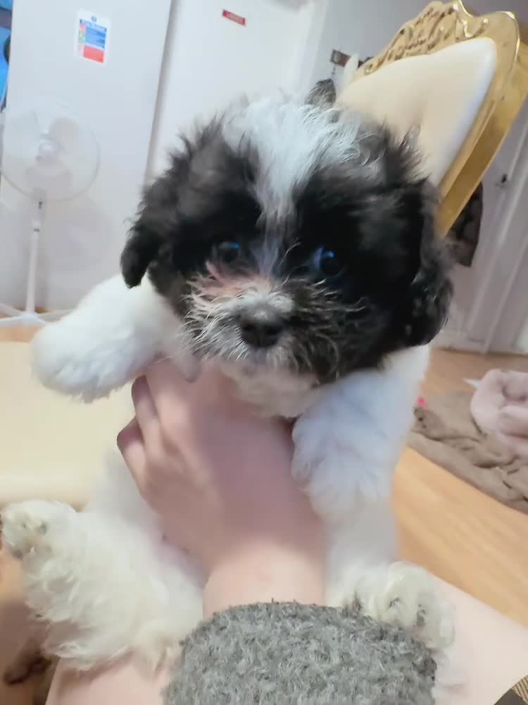 Mixed Breed dogs for sale: Miniature Pomapoo in York - Video 3