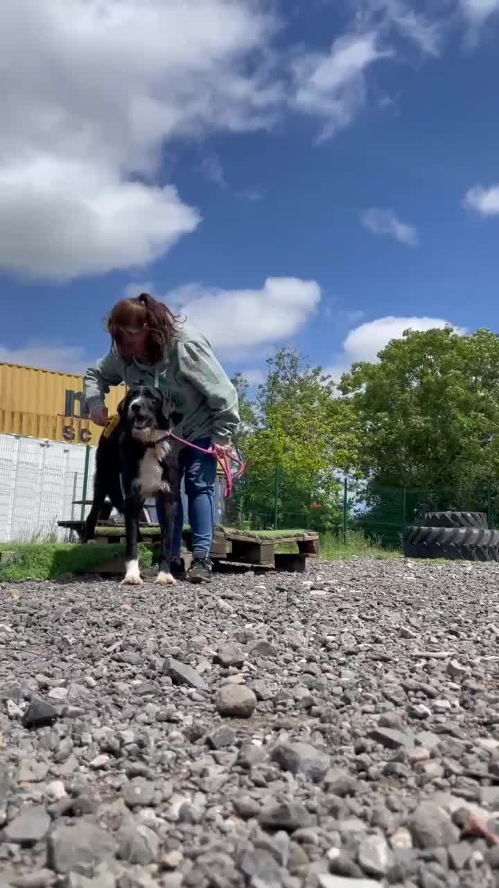 Mixed Breed dogs for adoption: 🐾💙 DONNIE WAITING FOR HIS CHANCE 💙🐾 - Video 2
