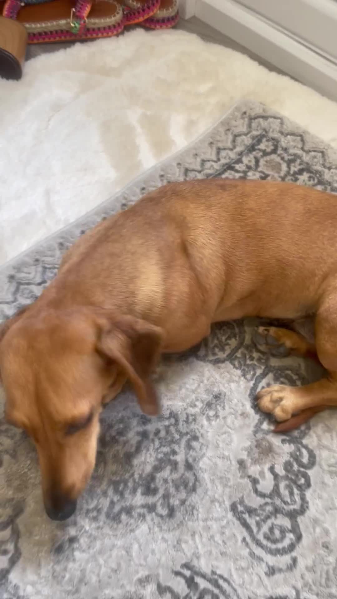 Dachshund dogs for sale: Tan dachshund for sale  - Video 1