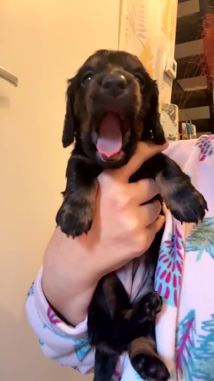 Dachshund dogs for sale: Long haired dachshund  - Video 2