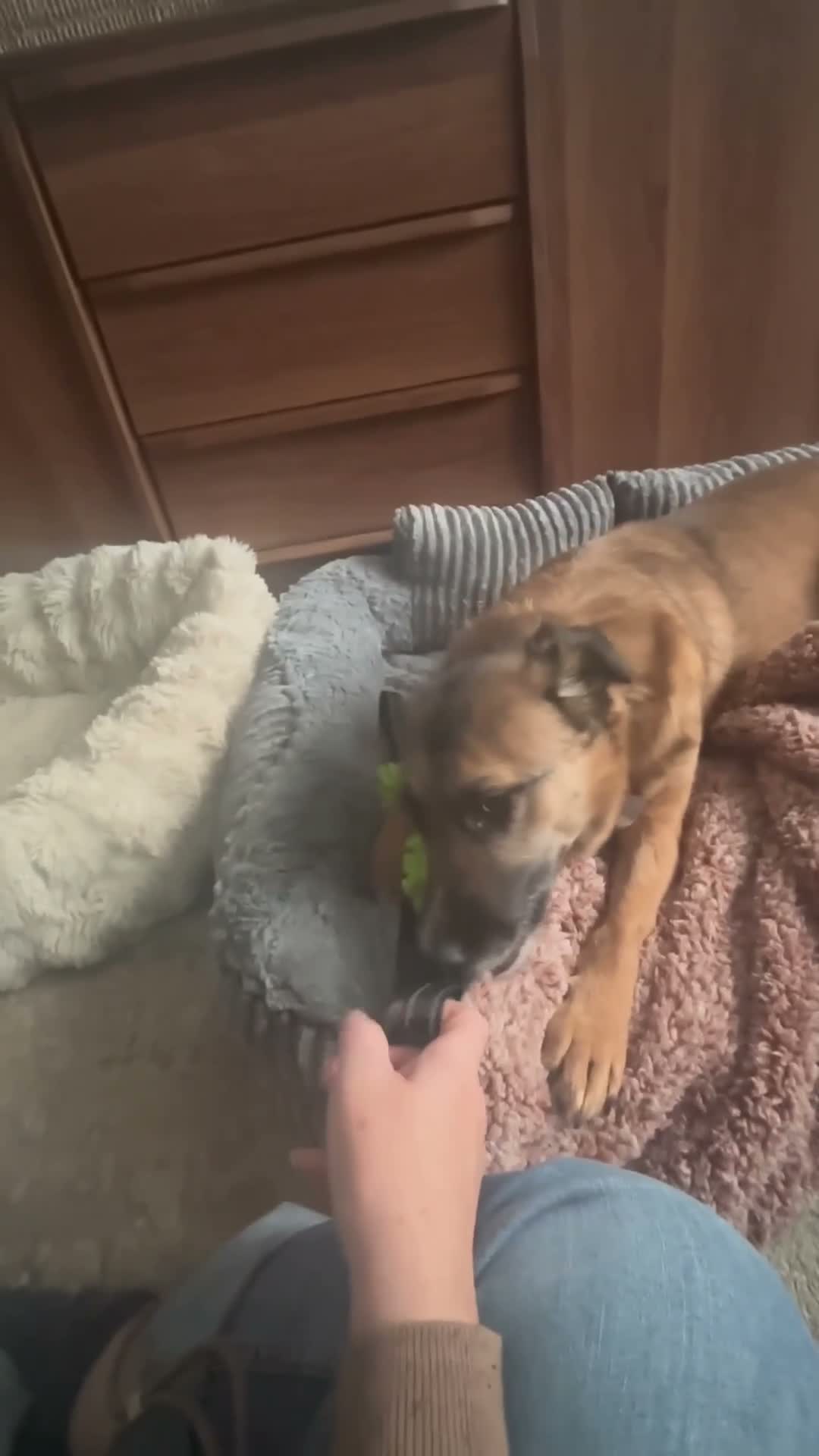 Mixed Breed dogs for adoption: Gallina for adoption in Leigh-on-Sea - Video 3