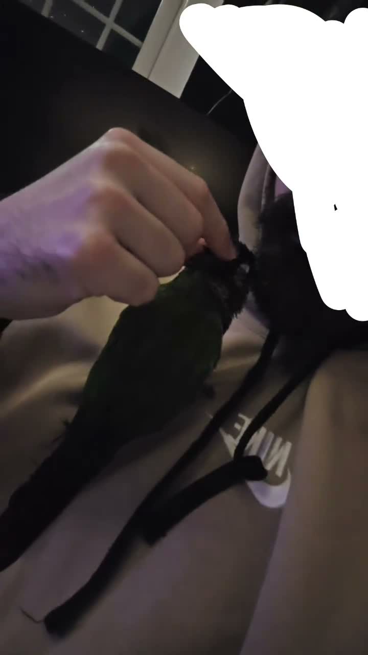 Conures birds for sale: Conure  in Leicester - Video 1