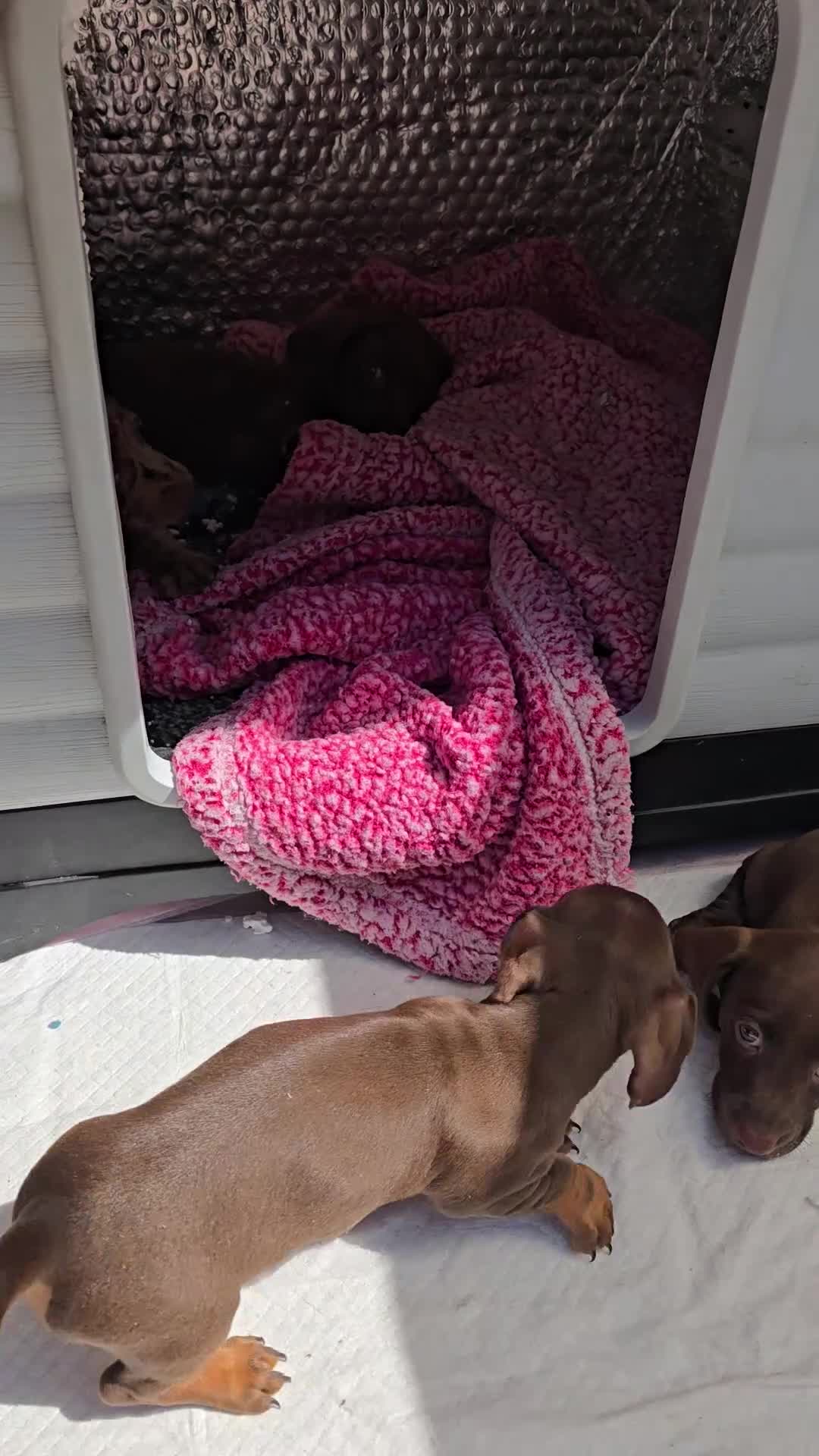 Dachshund dogs for sale: 2 extra mini daschunds in Bolton  - Video 2