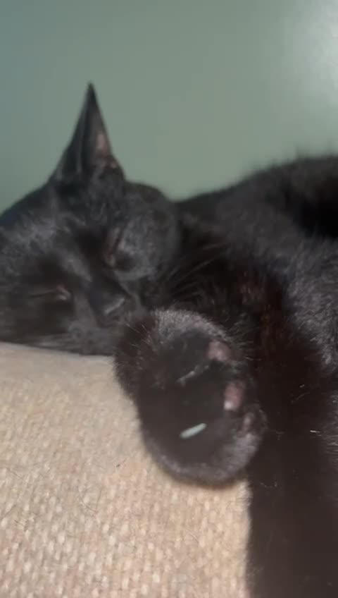 Mixed Breed cats for sale: Cat For A Good Home - Video 1