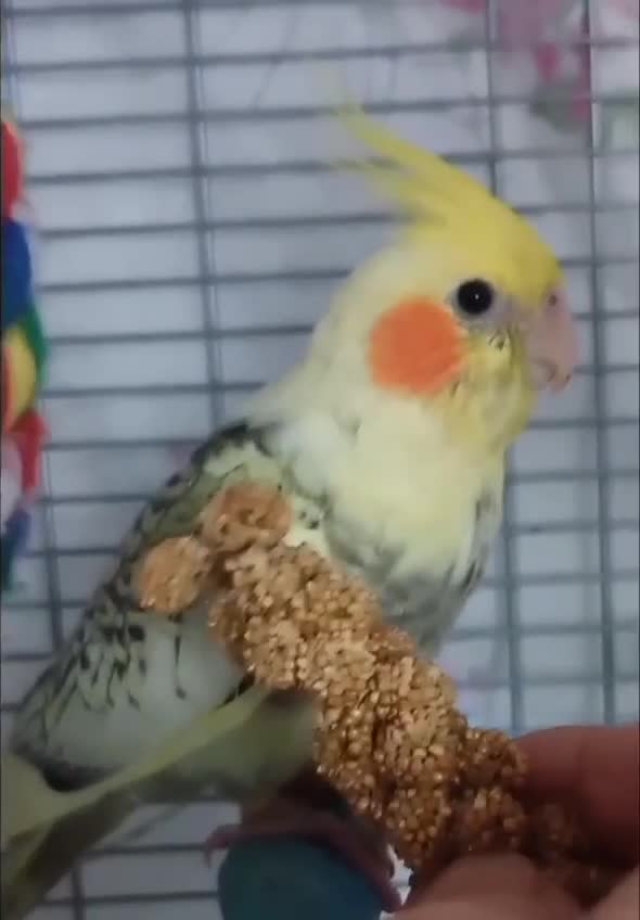 Cockatiels birds for sale: DNA tested female baby hand-reared cockatiels - Video 2