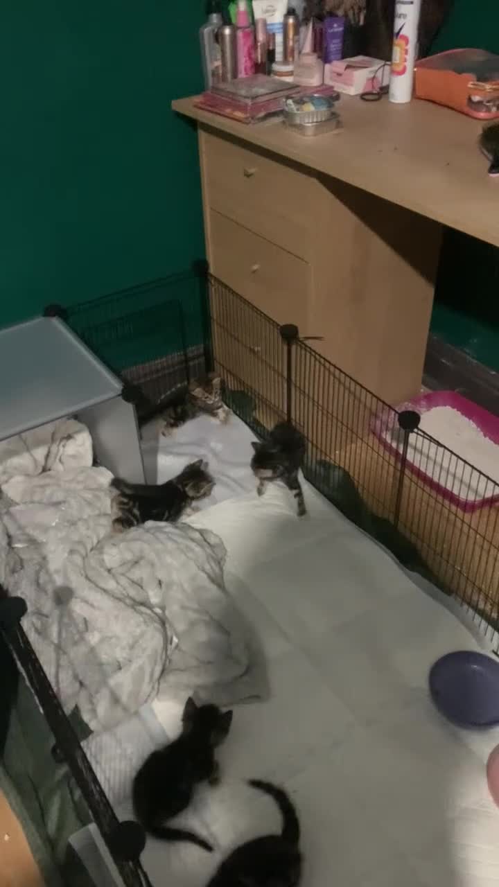 Mixed Breed cats for sale: Mixed Breed Classic Tabby Kittens  in Gainsborough - Video 1