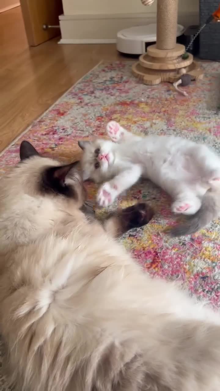 Ragdoll cats for sale: Ragdoll Kitten, Avalable Now - Male - Video 3