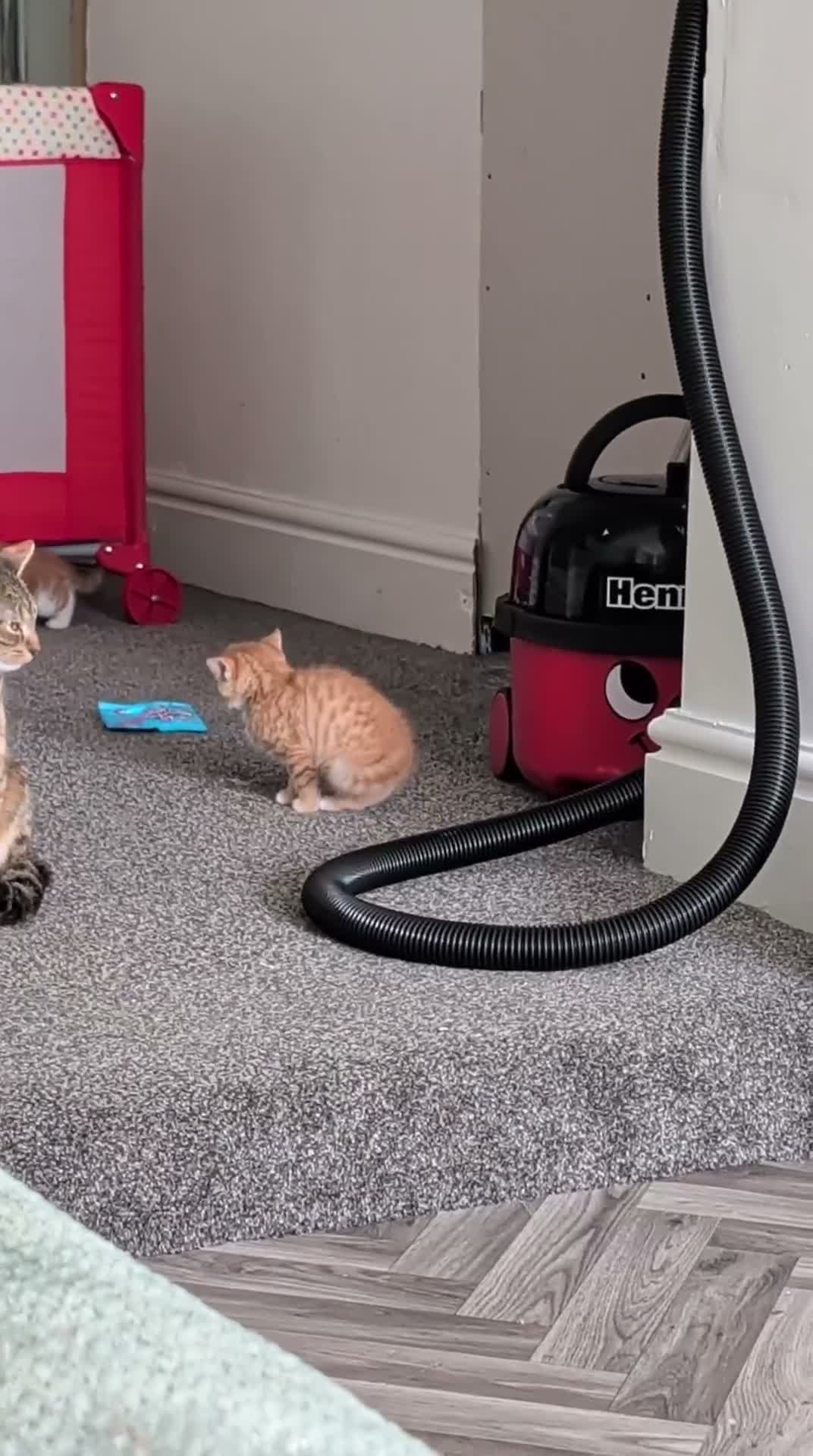 Mixed Breed cats for sale: 3 beautiful kittens in Cannock - Video 1