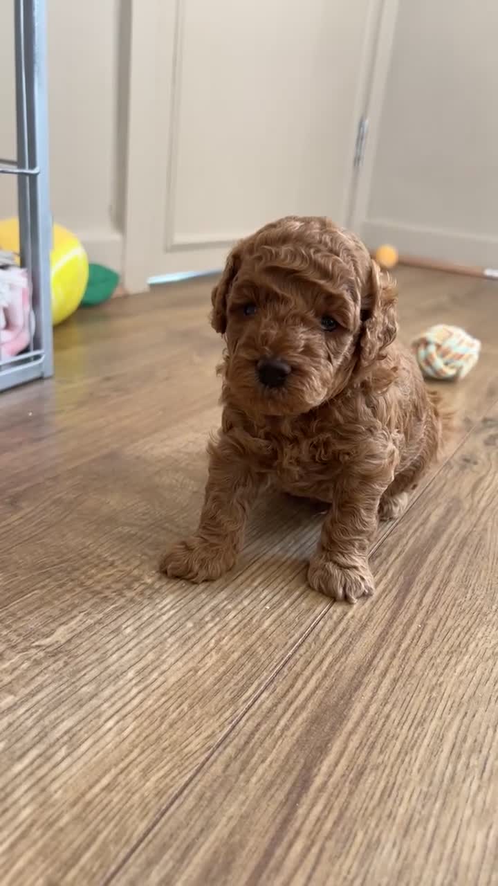 Poochon dogs for sale: X3 beautiful poochon males  - Video 4