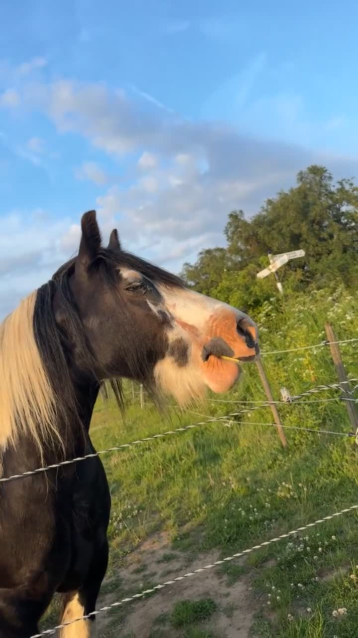Irish Cob horses for sale: Traditional cob Rosie  in North Walsham - Video 1