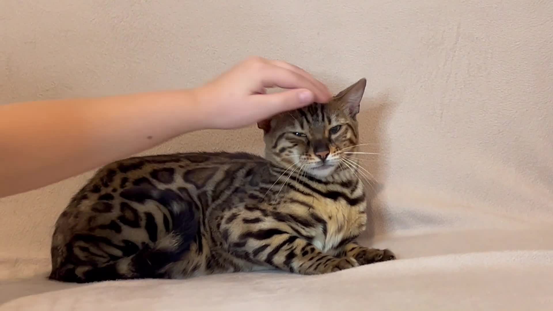 Bengal cats for sale: Pure Bengal Girl - Video 1