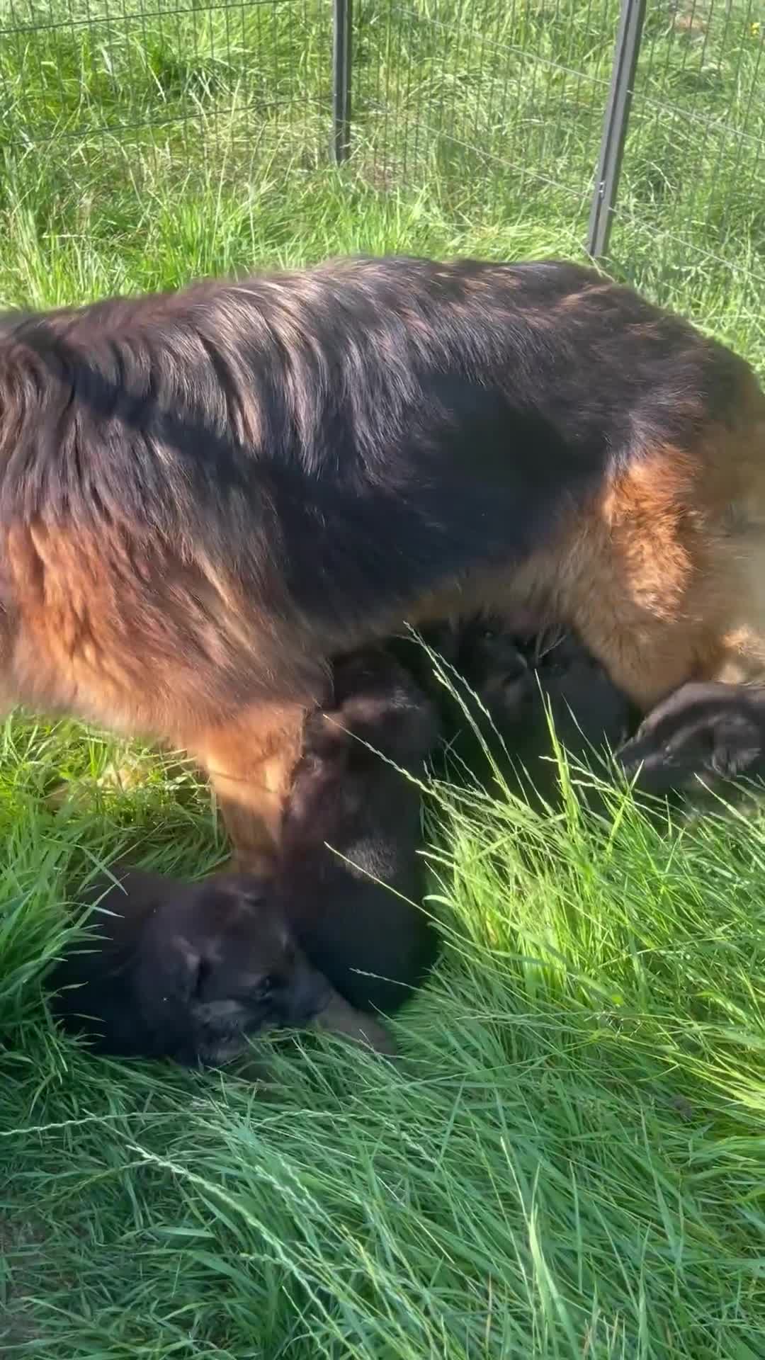 German Shepherd dogs for sale: German Shepherd pups KCRegistered/hip&elbow scored - Video 1