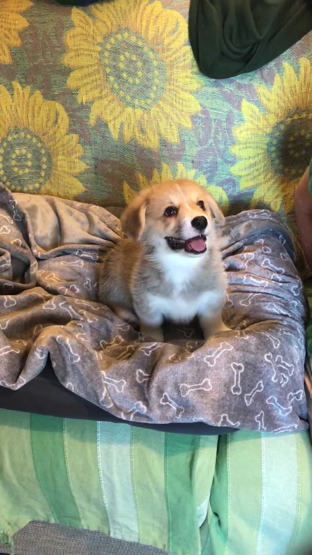 Welsh Corgi Pembroke dogs for sale: Pembroke Corgi  - Video 5