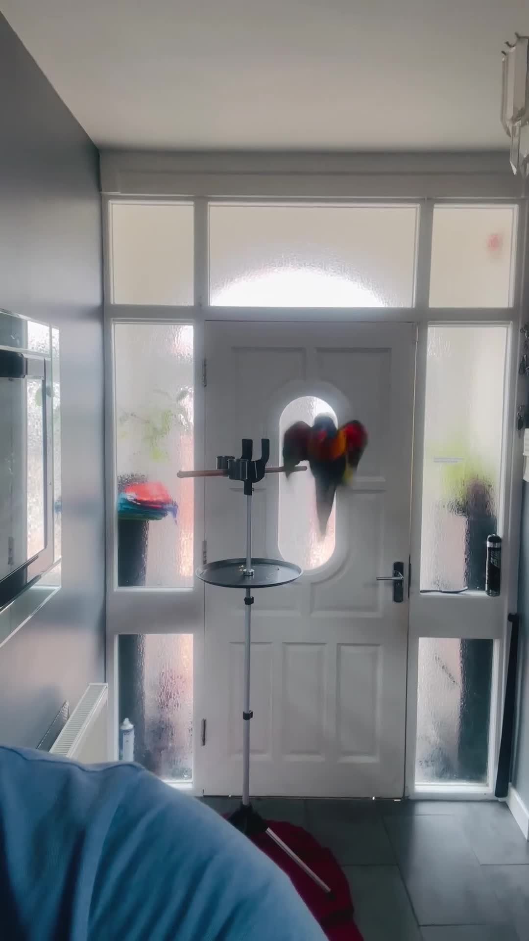 Lorikeets birds for sale: Rainbow Lorikeet + Cage  - Video 2