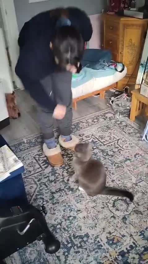 Mixed Breed cats for sale: Harness-trained cat looking for new home - Video 1