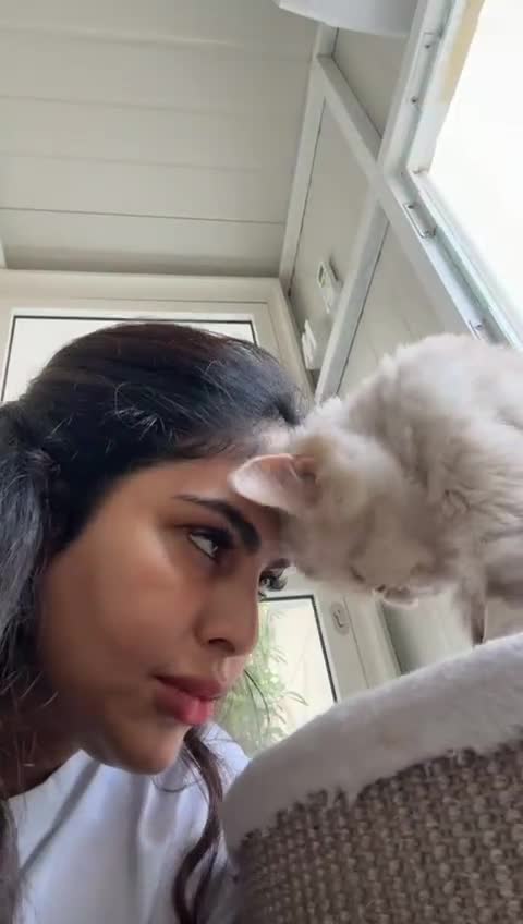 Mixed Breed cats for adoption: COCO - UNUSUAL EXOTIC MIX PERSIAN SPAYED GIRL - Video 1